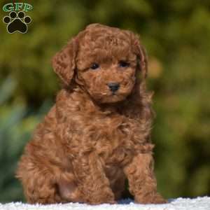 Karson, Miniature Poodle Puppy